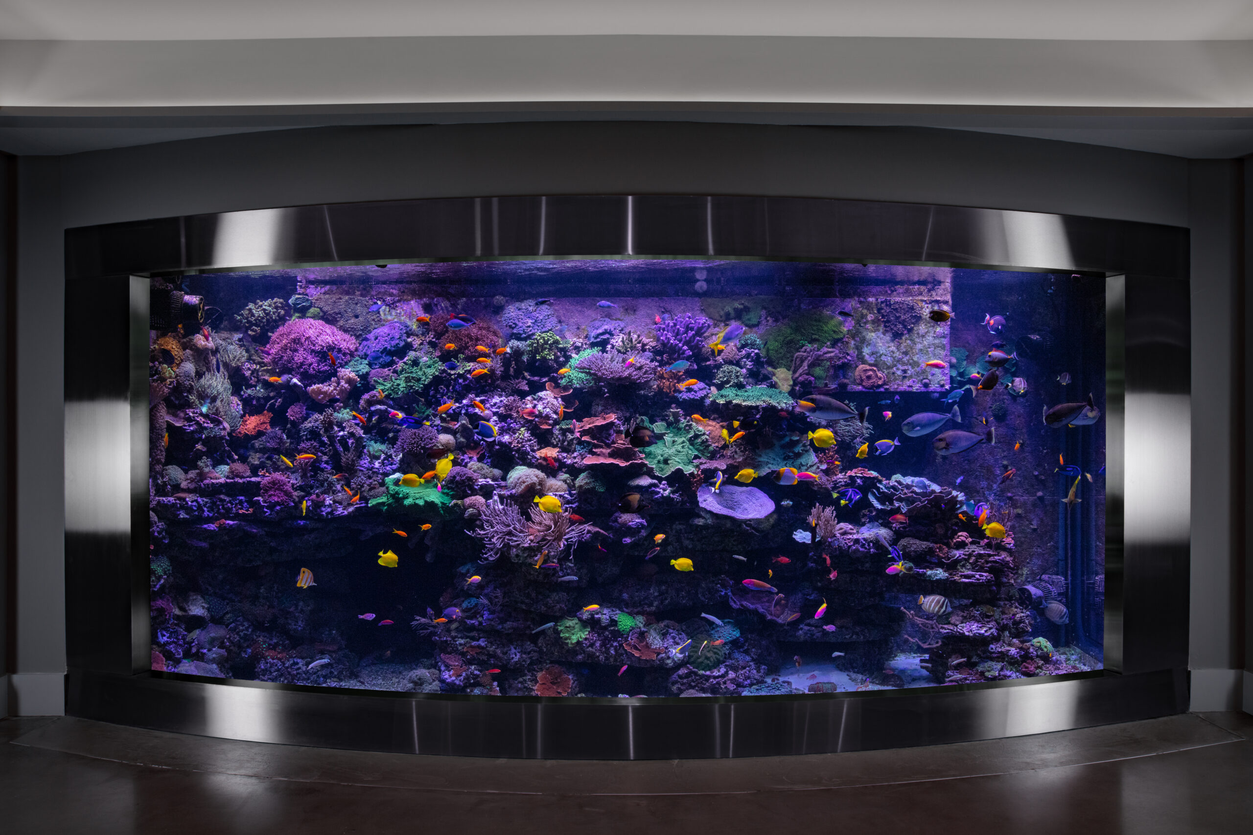 20221118 Atl6K 1294 HIGH RES REEF AQUARIA DESIGN