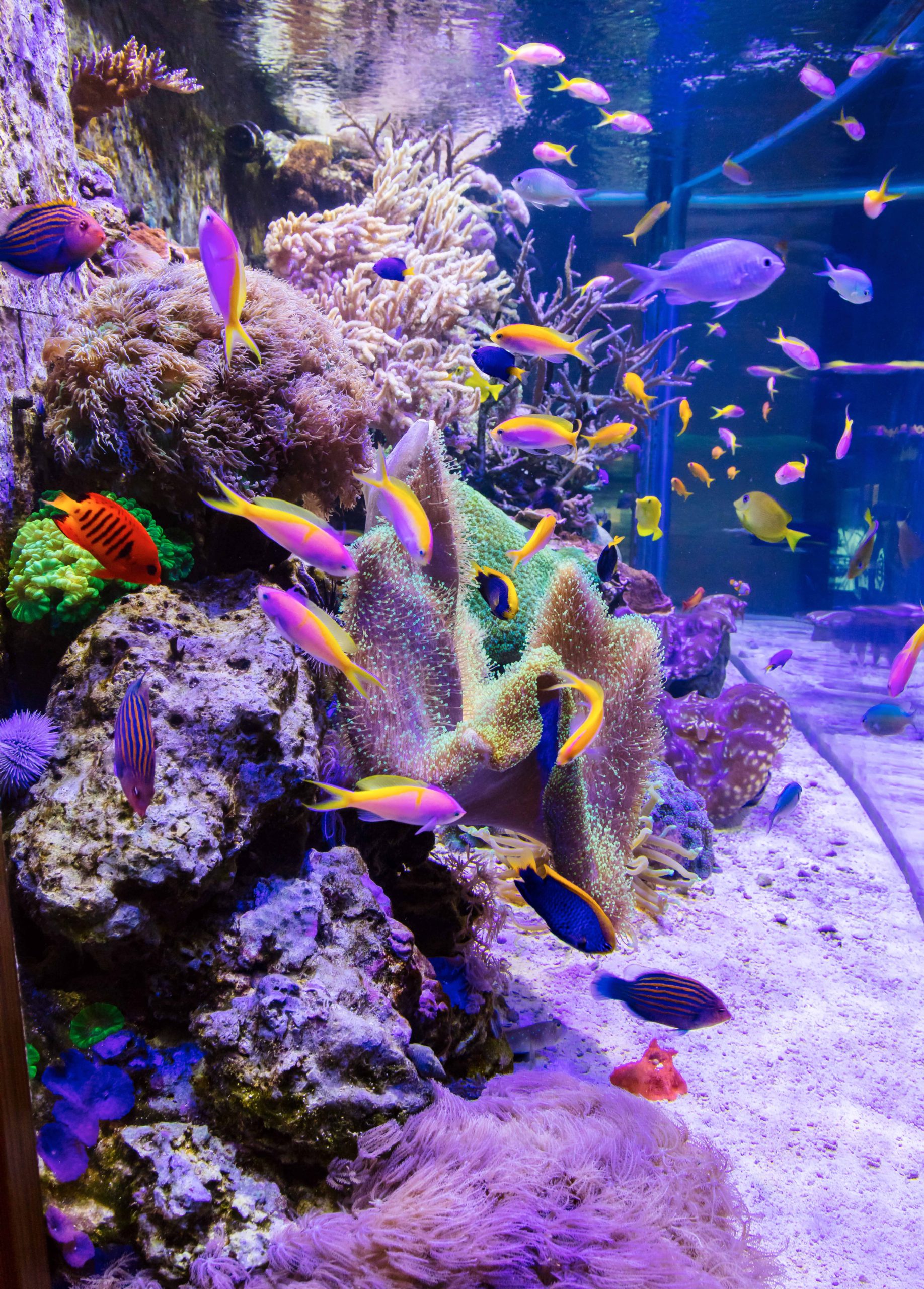 800 Gallon Living Coral Reef