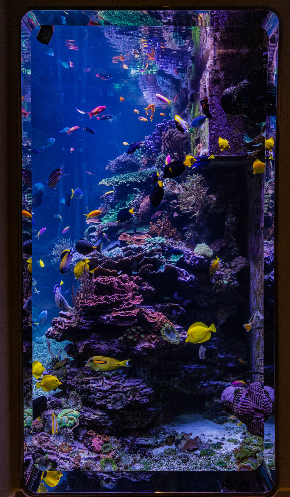 Reef Aquaria Design - REEF AQUARIA DESIGN